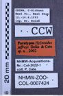 Etiketten zu Hypnoidus jeffreyi (NHMW-ZOO-COL-0007424)